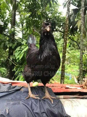 Country Chicken