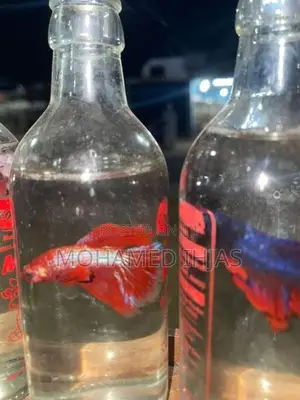 Beta Fighter Fish
