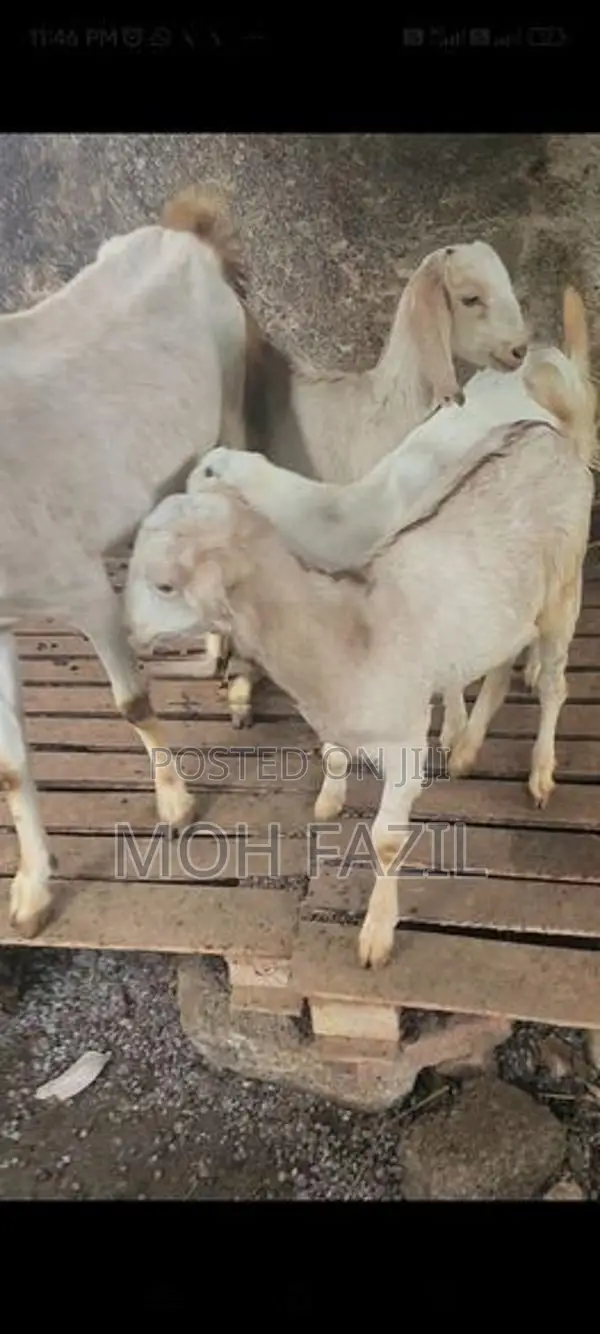 Goats