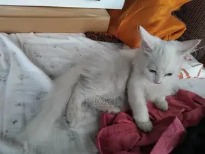 Persian White Cat