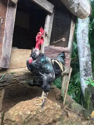 Country Chicken