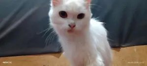 Persian Cat