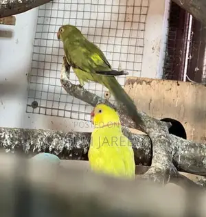 Ringneck Birds