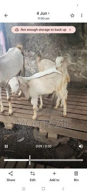 Goats