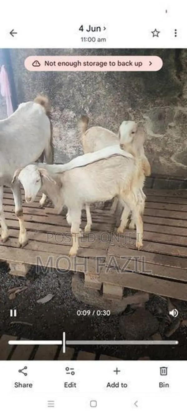 Goats