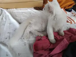 Persian White Cat