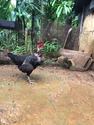 Country Chicken