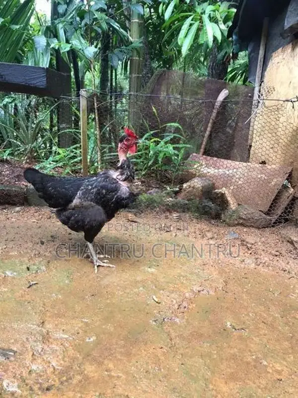 Country Chicken
