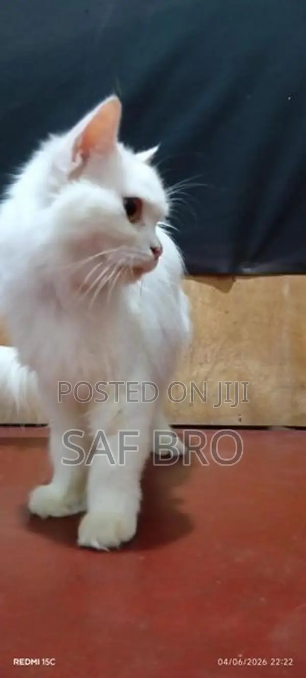 Persian Cat