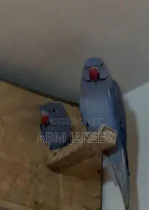 Ringneck Birds