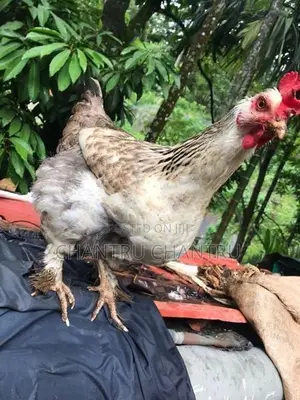 Country Chicken