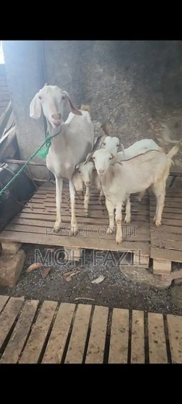 Goats