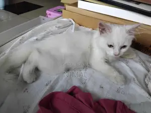 Persian White Cat