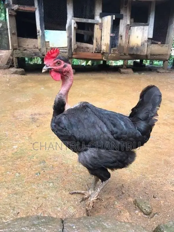 Country Chicken