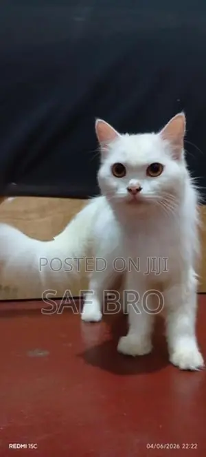 Persian Cat
