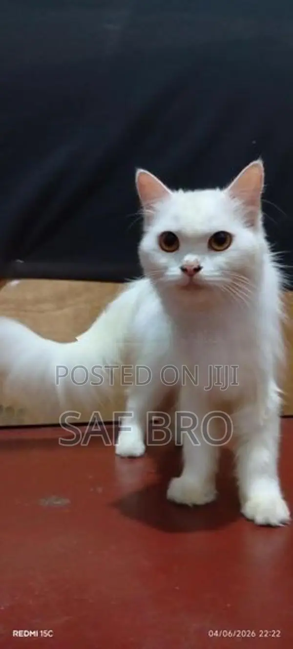Persian Cat
