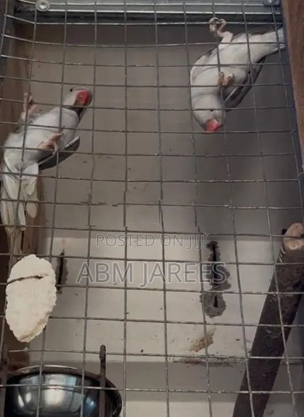 Ringneck Birds