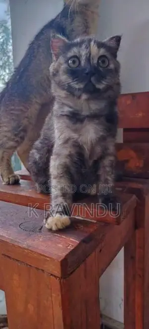 British Short Hair Kitten