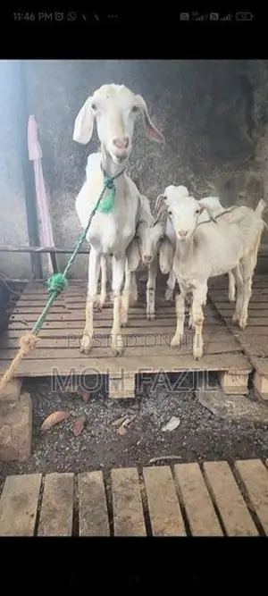 Goats