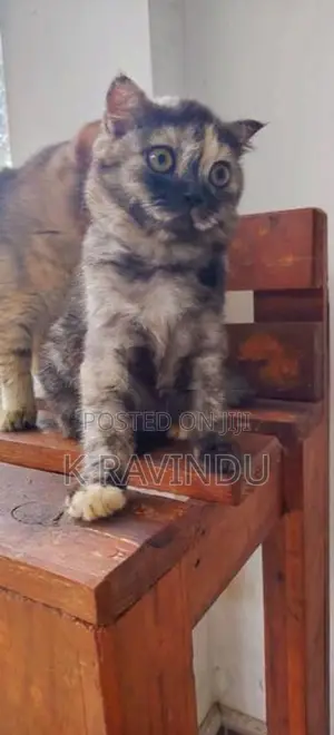 British Short Hair Kitten