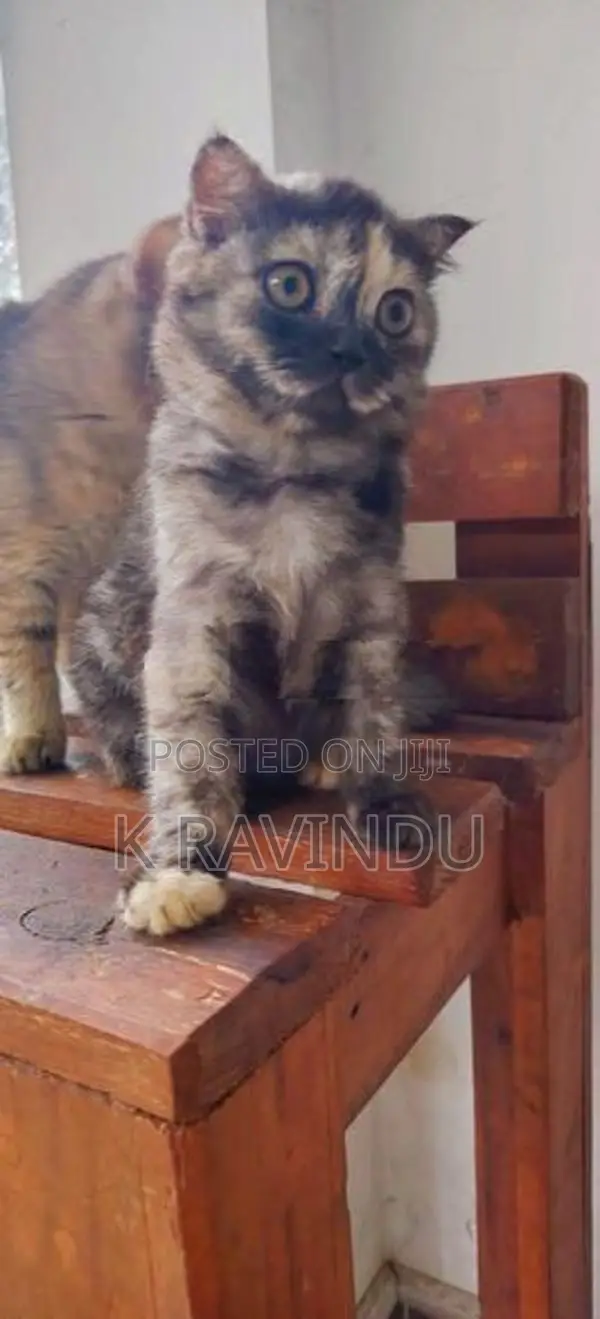British Short Hair Kitten
