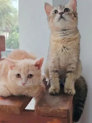 British Short Hair Kitten