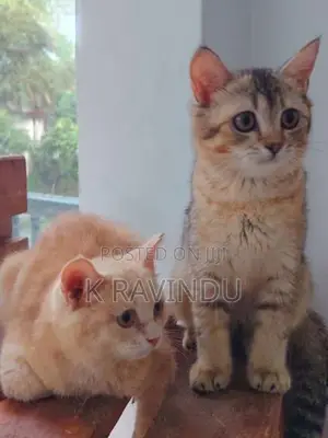 British Short Hair Kitten