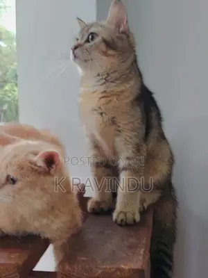 British Short Hair Kitten