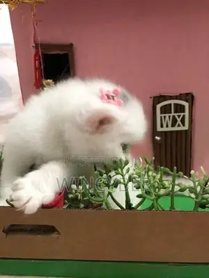 Full White Persian Kitten