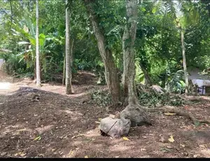 Land for Sale Galle