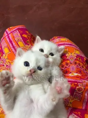 Full White Persian Kitten
