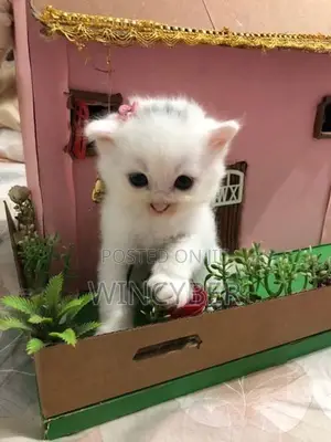 Full White Persian Kitten