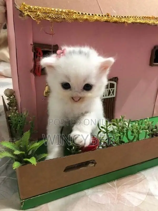 Full White Persian Kitten
