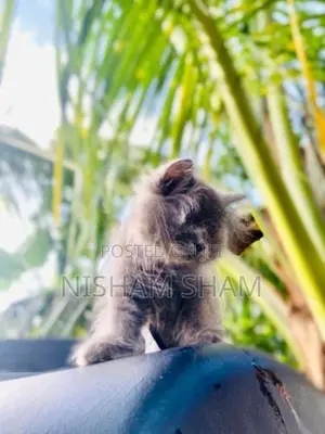 Persian Kitten