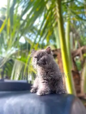 Persian Kitten