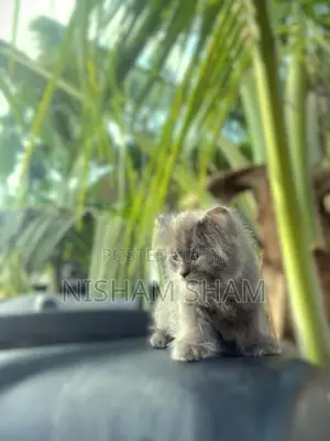 Persian Kitten