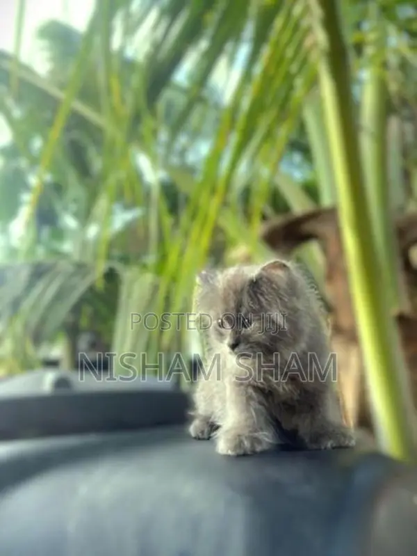 Persian Kitten