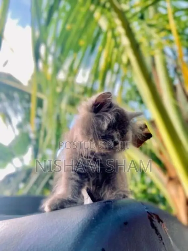 Persian Kitten