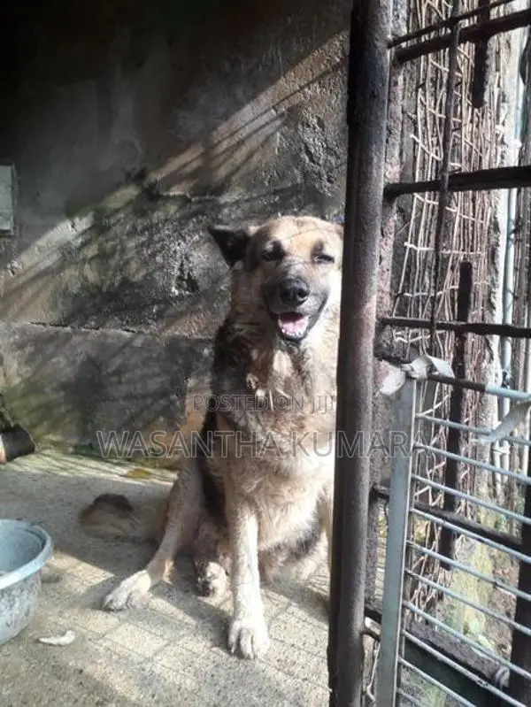 Lion Shepherd Dog