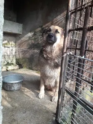 Lion Shepherd Dog
