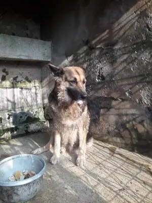 Lion Shepherd Dog