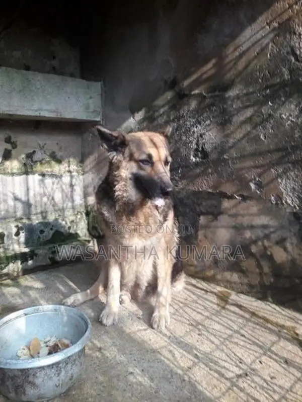 Lion Shepherd Dog