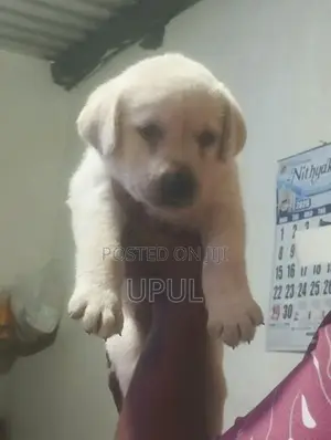 Labrador Male Puppy