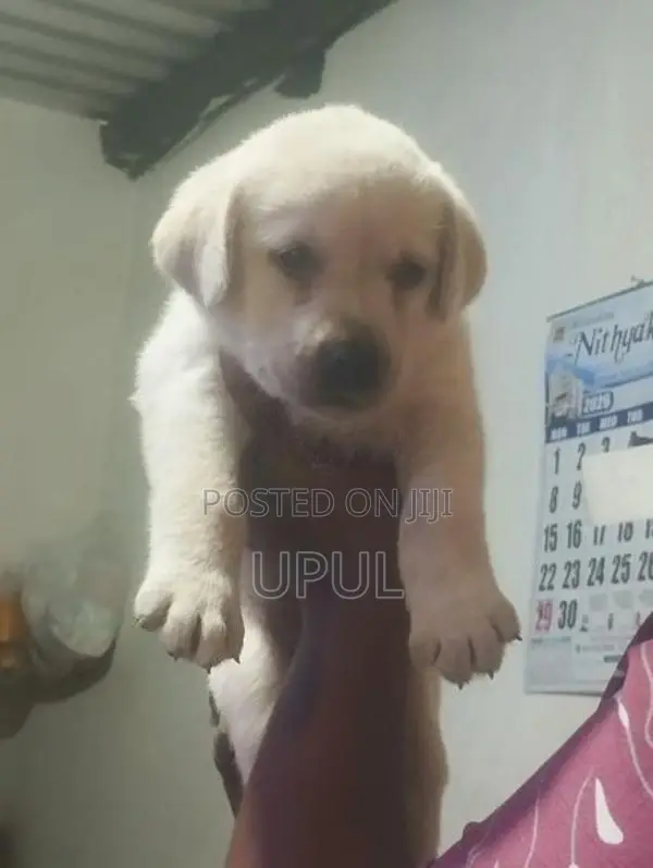 Labrador Male Puppy