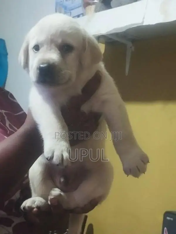 Labrador Male Puppy