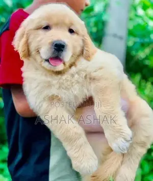 Golden Retriever Puppy