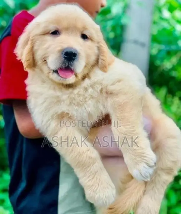 Golden Retriever Puppy