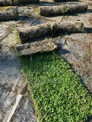 Malaysian Grass