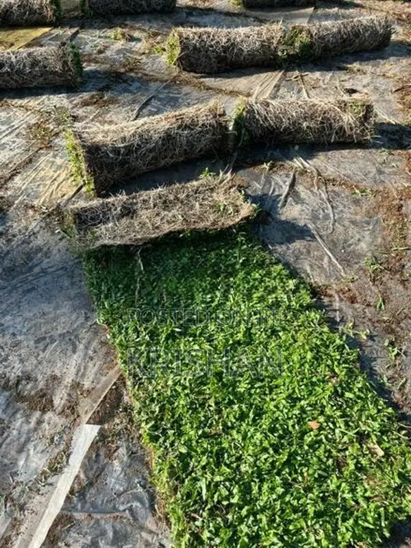 Malaysian Grass