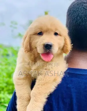 Golden Retriever Puppy